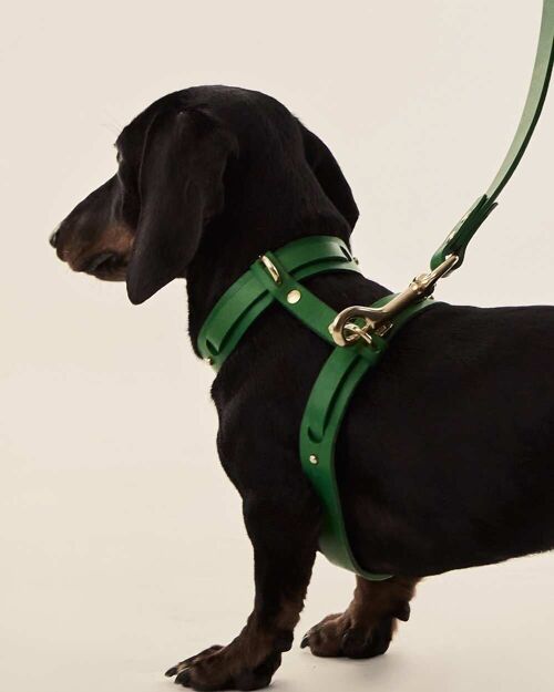 Arnés Perro (Collar + Arnés) · Verde