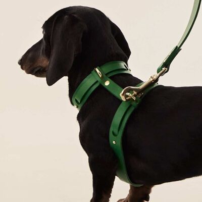 Hundegeschirr (Halsband + Geschirr) Grün
