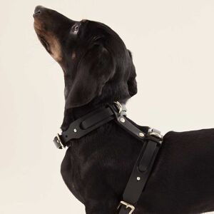 Harnais pour chien (Collier + Harnais) Noir