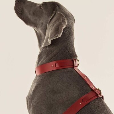 Harnais pour chien (Collier + Harnais) Rouge