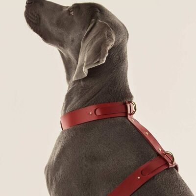 Hundegeschirr (Halsband + Geschirr) Rot
