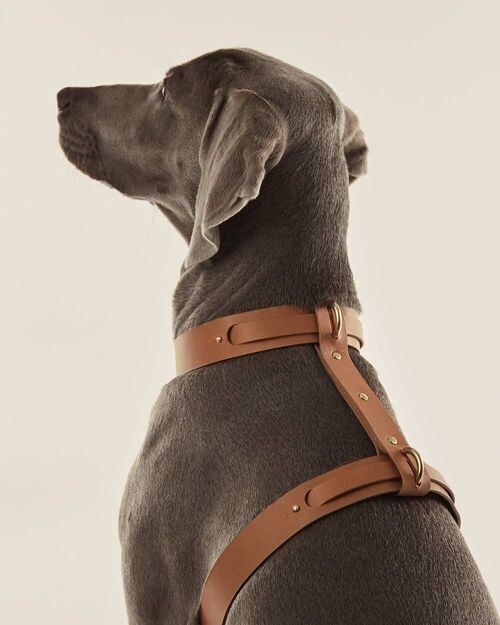 Arnés Perro (Collar + Arnés) · Camel