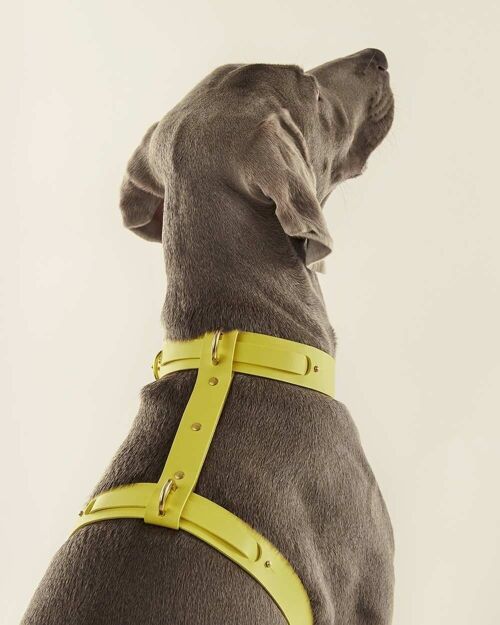 Arnés Perro (Collar + Arnés) · Amarillo