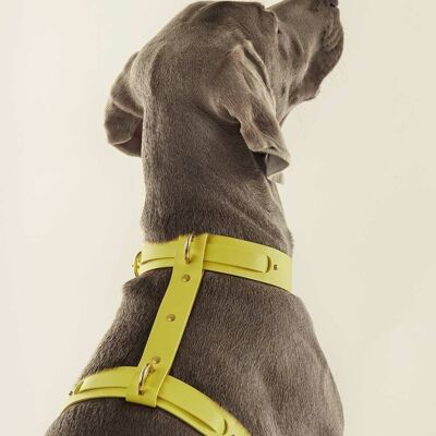 Pettorina per cani (collare + pettorina) gialla