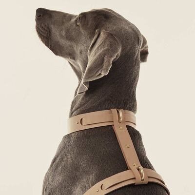 Hundegeschirr (Halsband + Geschirr) Nude