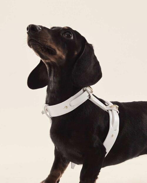 Arnés Perro (Collar + Arnés) · Blanco