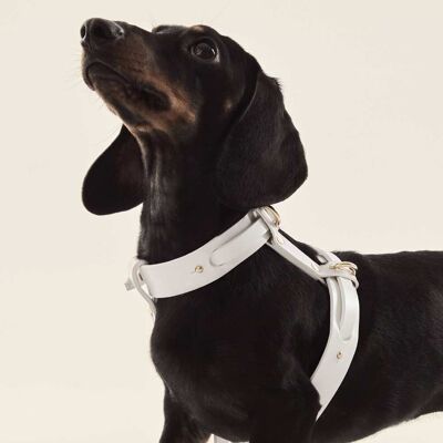 Hundegeschirr (Halsband + Geschirr) Weiß