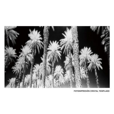 PALMS PRINT PICTURE CT608988