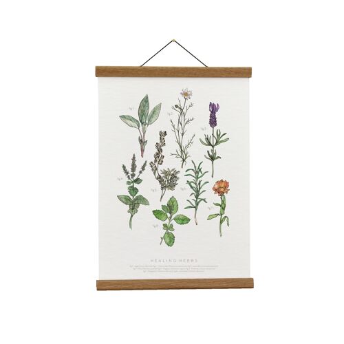 Botanical Illustration: Healing Herbs Giclée Art Print