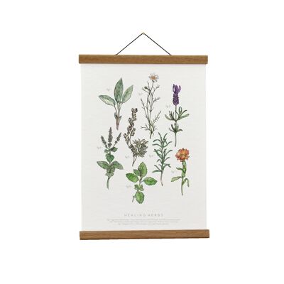 Botanische Illustration: Heilkräuter Giclée Kunstdruck