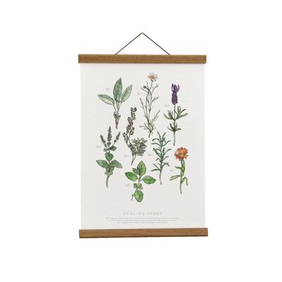 Illustrazione botanica: Erbe curative Giclée Art Print