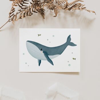 Carte Postale Baleine - Sea Life Iceland 4