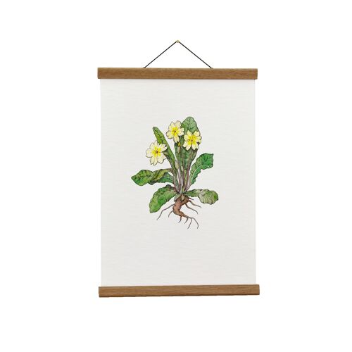 Botanical Illustration: A4 Primrose Giclée Art Print