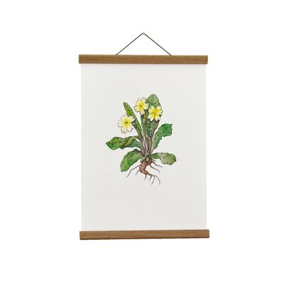 Ilustración botánica: A4 Primrose Giclée Art Print