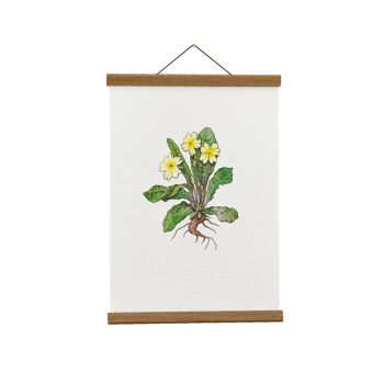Illustration botanique : A4 Primrose Giclée Art Print