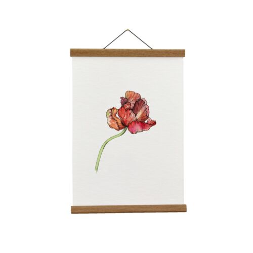 Botanical Illustration: A4 Parrot Tulip Giclée Art Print