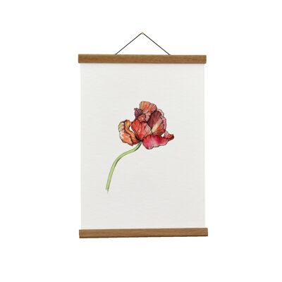 Ilustración botánica: A4 Parrot Tulip Giclée Art Print