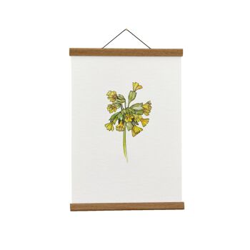 Illustration botanique : A4 Primula Giclée Art Print 1