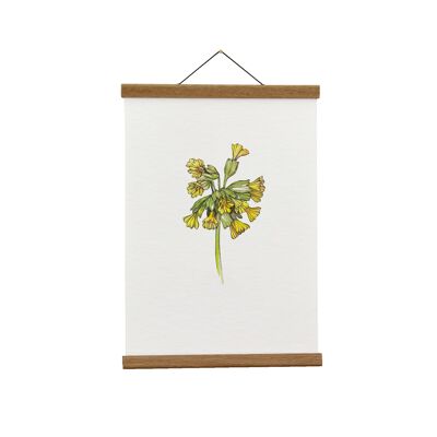 Botanische Illustration: A4 Primula Giclée Kunstdruck