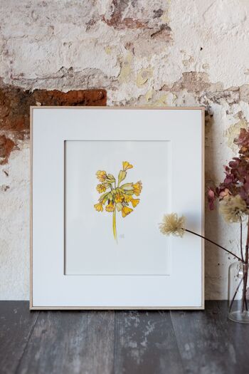Illustration botanique : A4 Primula Giclée Art Print 2