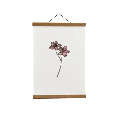 Botanical Illustration: A4 Purple Hellebore Giclée Art Print