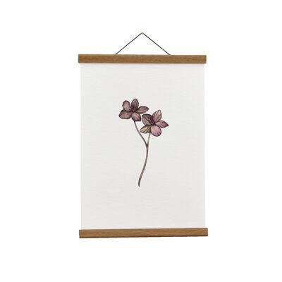 Ilustración botánica: A4 Purple Hellebore Giclée Art Print