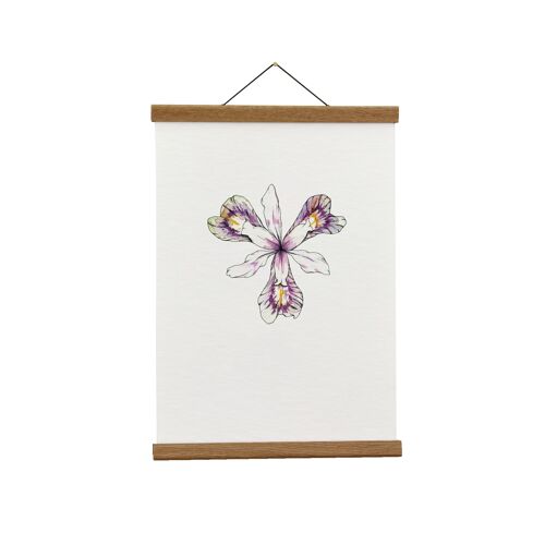 Botanical Illustration: A4 Iris Giclée Art Print