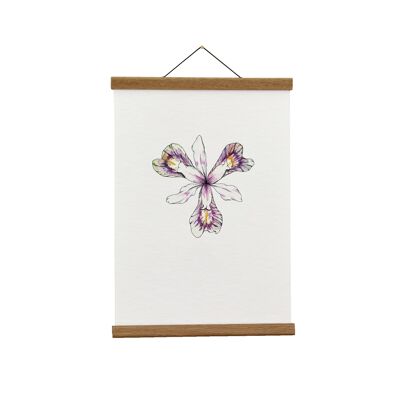 Botanical Illustration: A4 Iris Giclée Art Print