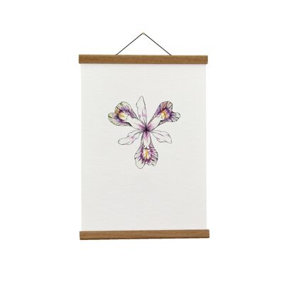 Ilustración botánica: A4 Iris Giclée Art Print