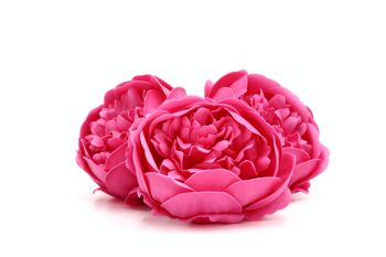 Fleur de savon – Pivoine Rose Foncé 1