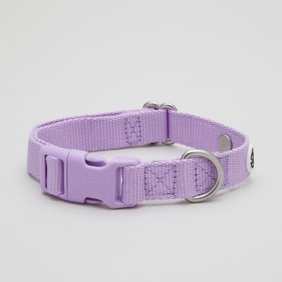 Collier de chien lilas