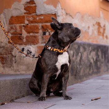 Collier pour chien Lion 5