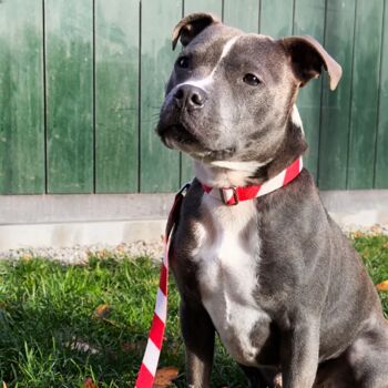 Collier de chien à rayures de vacances 4