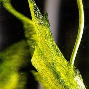 L'Herbarium de Théophile - Algue aquatique - Plante immergée 3