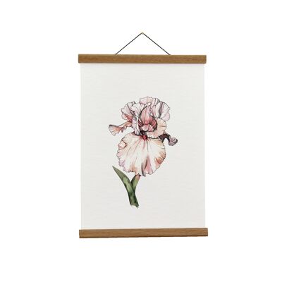 Ilustración botánica: A3+ Bearded Iris Giclée Art Print