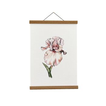 Illustration botanique : A3+ Iris barbu Giclée Art Print 1