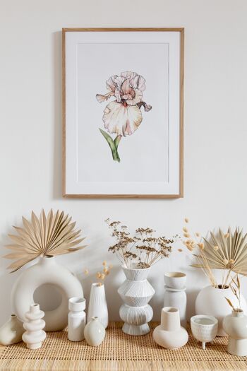 Illustration botanique : A3+ Iris barbu Giclée Art Print 2