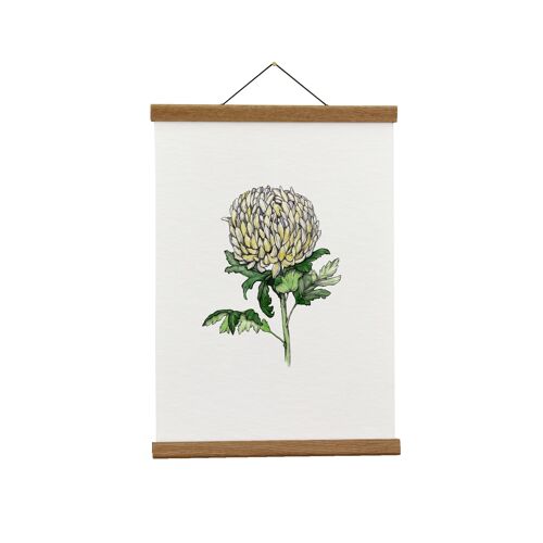 Botanical Illustration: A3+ Chrysanthemum Giclée Art Print