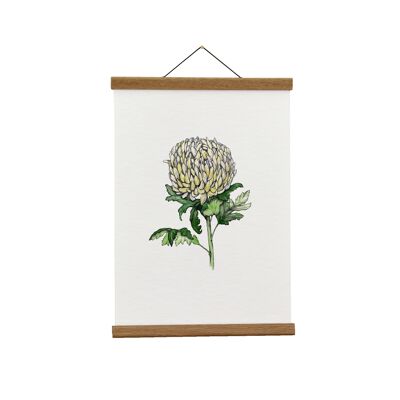 Botanische Illustration: A3+ Chrysantheme Giclée Kunstdruck