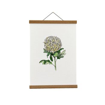 Illustration botanique : A3+ Chrysanthemum Giclée Art Print 1