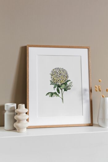 Illustration botanique : A3+ Chrysanthemum Giclée Art Print 2