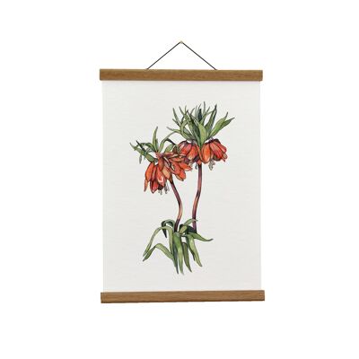 Ilustración botánica: A3+ Frittilaria Imperialis Giclée Art Print
