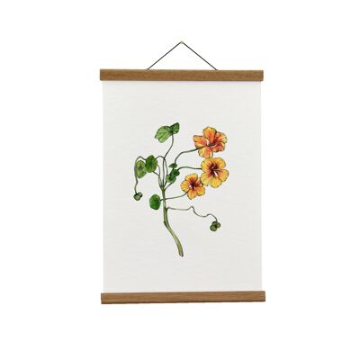 Botanische Illustration: A3+ Nasturtium Giclée Kunstdruck