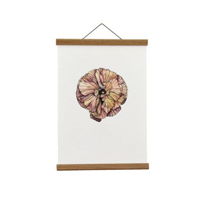 Ilustración botánica: Ranunculus japonés A3+ (rayado) Giclée Lámina artística