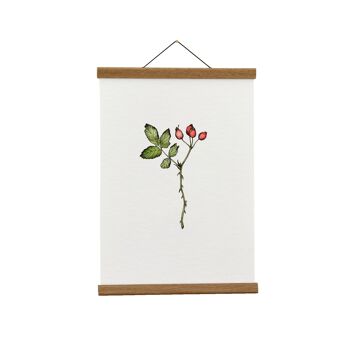 Illustration botanique : A3+ Rose musquée Giclée Art Print 1