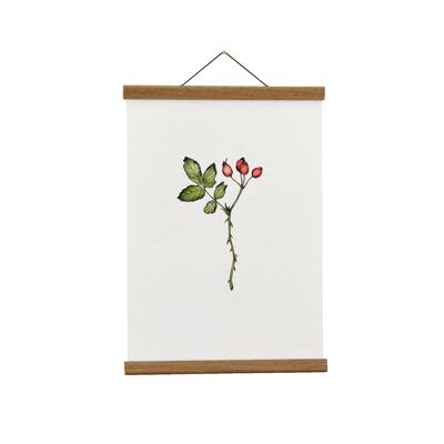 Ilustración botánica: Lámina Giclée de rosa mosqueta A3+