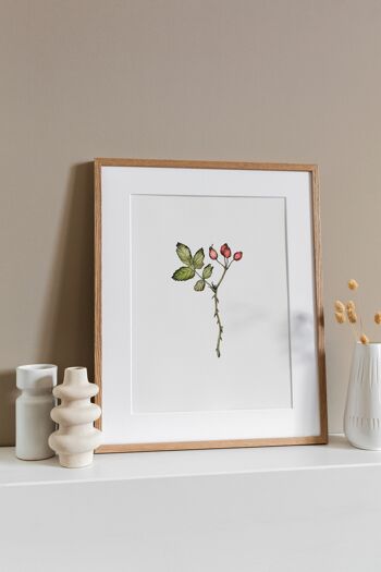 Illustration botanique : A3+ Rose musquée Giclée Art Print 2