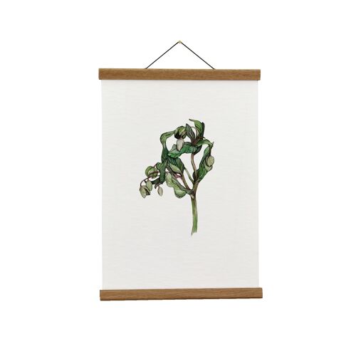 Botanical Illustration: A3+ Wild Green Hellebore Giclée Art Print