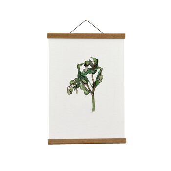 Illustration botanique : A3+ Wild Green Hellébore Giclée Art Print 1