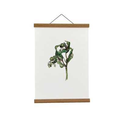 Illustrazione botanica: A3+ Elleboro verde selvatico Giclée Art Print